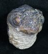 Arched Phacops Trilobite - Bumpy Shell #10600-1